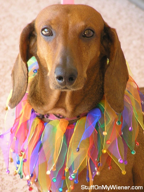 Cha Cha shows her colors