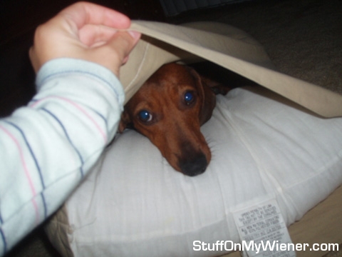 Frisky finds a new use for a pillow.