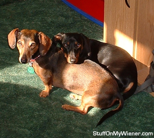 Mimi and Tuttle sharing a sunbeam.