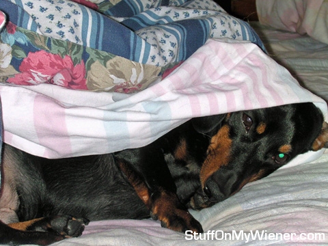 Otto does not want to get up.