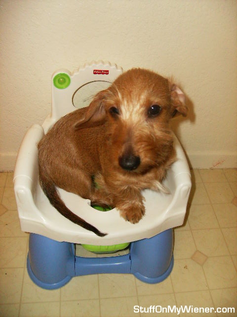 Porkchop uses the potty chair