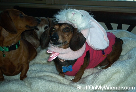 There’s a bunny on my head!