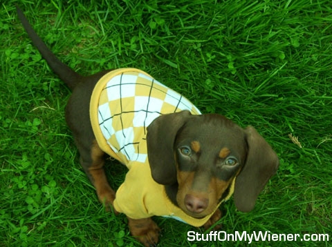 Bailey in his argyle sweater.