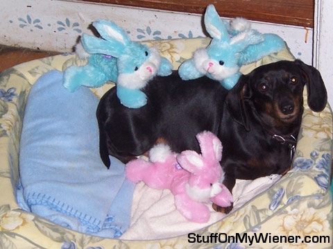 Bella and the bunnies.