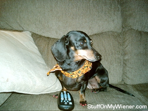 Brandy and the remote