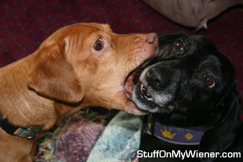 Johanna and Pork Chop wrestling