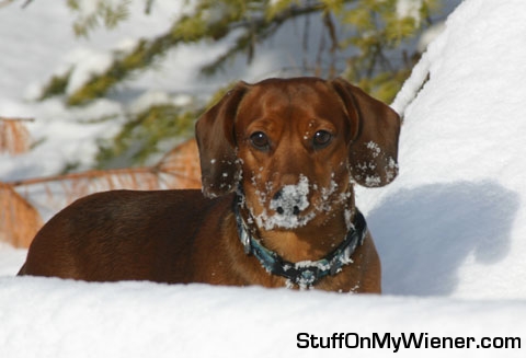 Kebo in the snow.