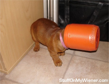 Lucy with a cup stuck on her head.