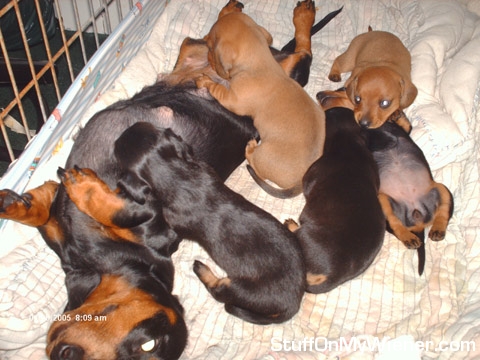 Maggie relaxes with her pupers