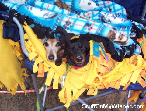 Minnie and Bella camping