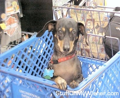 Misty Lee in a shopping cart.