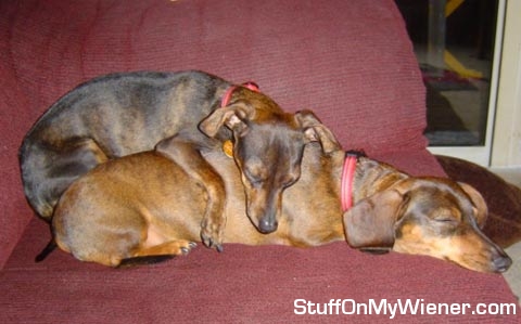 Peanut and Bailey dogpile