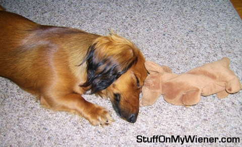 Peanut with a stuffed animal.