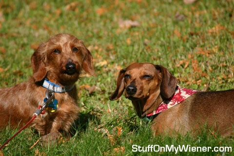 Riley and Auggie, distinguished gentlemen.
