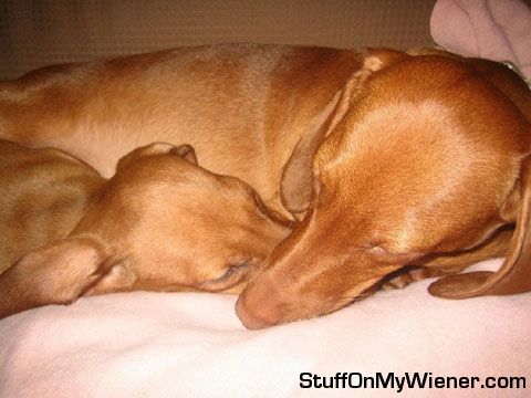 Stella and Charlie sleeping.