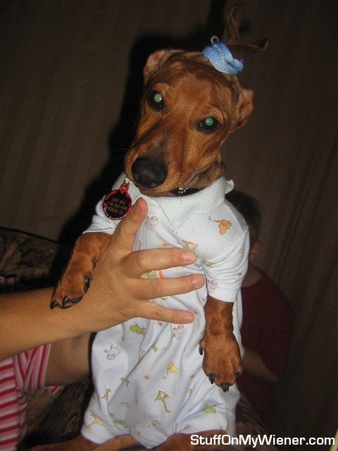 Toby in gown and ears in bungy