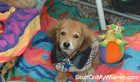 Tommy in Burberry coat