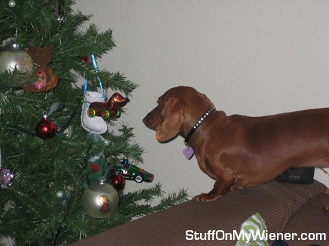 Stella eyeing doxie ornament