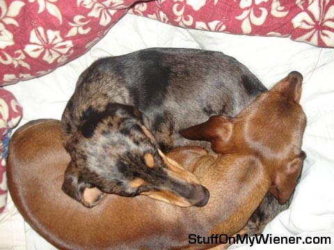 Bailey and Charlie, Yin and Yang.