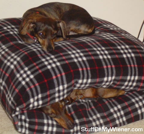Bailey and Peanut double stacked bed.