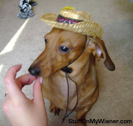 Bruno in a Cowboy Hat