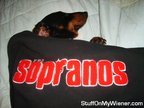 Buddy in a Sopranos jacket.