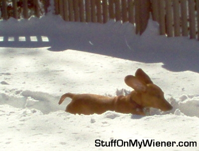 Buddy on his snow race track.