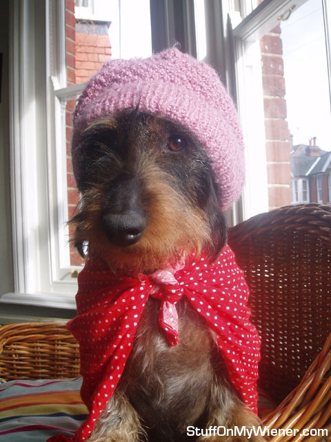 Daisy ready for adventures.