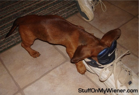 Lucy with her nose in a shoe.