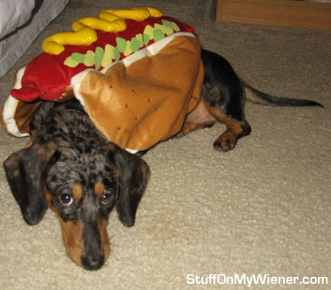 Lucy hot dog.