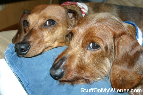 Riley and Auggie rest on the chair.