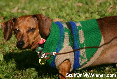 Riley in his new sweater.