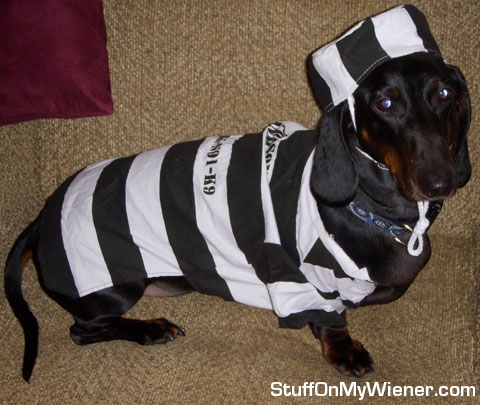 Strider in a jail uniform.