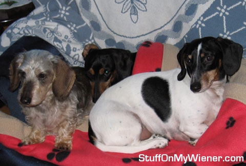 Xena, Schatzi & Oskar snuggling at grandparents house.