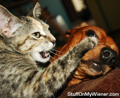 Ami and Bubba boxing.