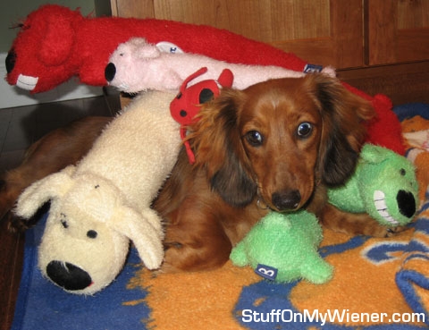Chester in a pile of bobos.