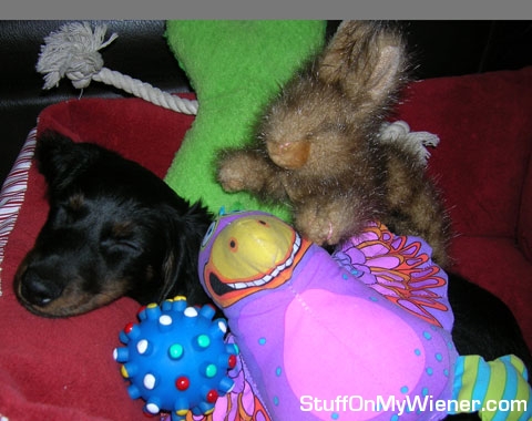 Guinness takes a nap with his toys.