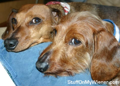 Riley and Auggie relaxing together.