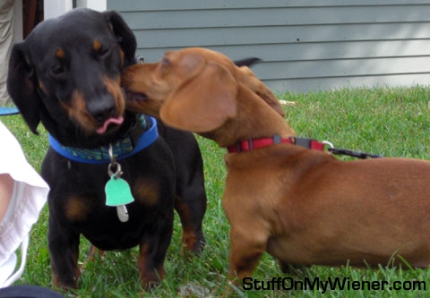 Ginger kisses Sailor