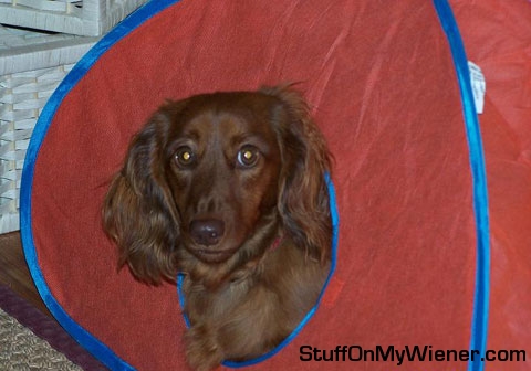 Skippito in cat tent.