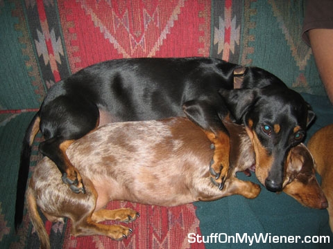 Sophie laying in Samantha.