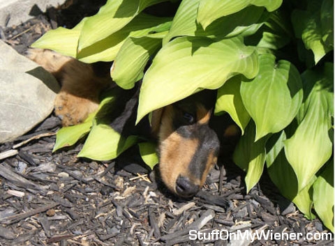 Barnabas hiding behind the leaves.