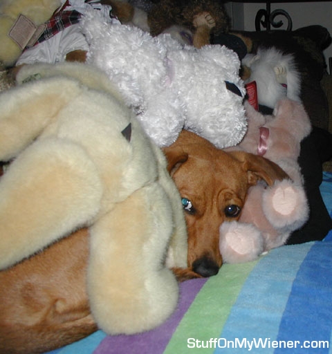 Belle covered with teddy bears.