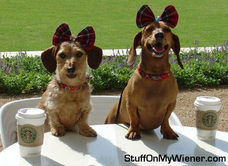 Chloe Marie and Ilsa have Latte.