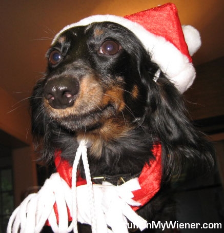 Foxi-Roxi with a Sanata hat.