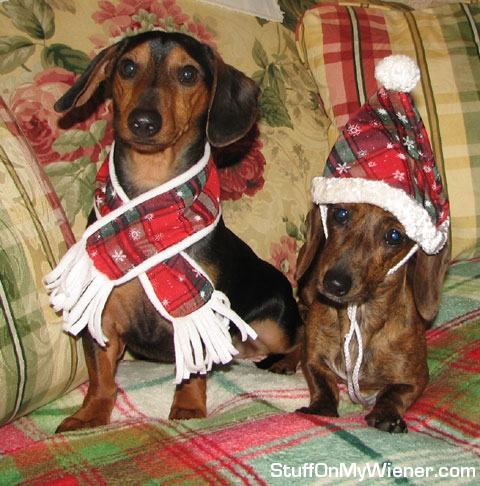 Jasper and Miracle as Mr. and Mrs. Claws.