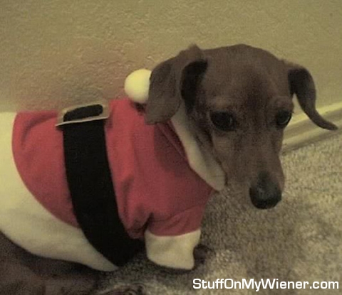 Kodi in a Sanata suit.