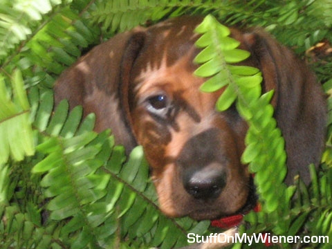 Mr. Peepers with Indian fern.