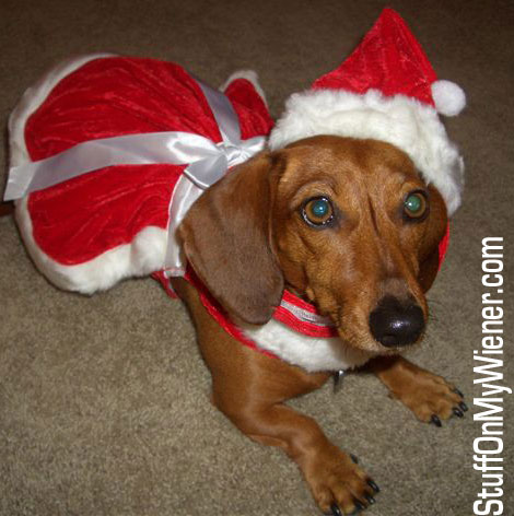 Penny in Mrs Claus suit.