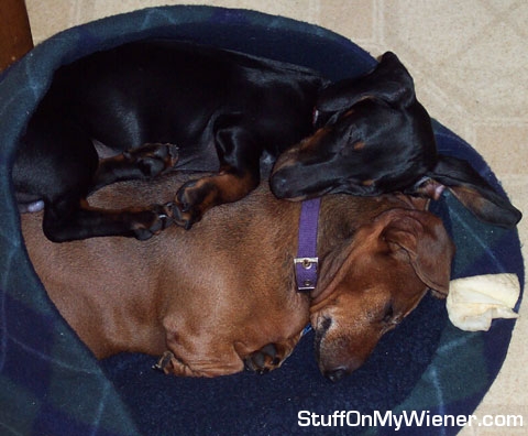 Rocky napping on top of Penny.